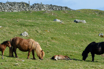 Poney, race Seytland, cheval, poulin et jument, jeune et femelle, Iles Shetland, Ecosse, Grande Bretagne