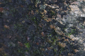Peaceful close up of natural tree bark texture with green moss on its rugged surface. This organic, abstract background showcases detailed pattern of wood and plant