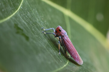Delicate pink and purple leafhopper insect resting on vibrant green leaf. This wildlife macro photo shows tiny bug in nature with detailed close up