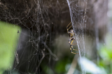 Patient black and yellow spider on an intricate web in garden. Macro close up of an insect, arachnid waits for prey in its natural outdoor habitat