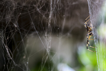 Patient garden spider waits on an intricate silk web in nature. scary arachnid with yellow stripes, macro detail of wildlife, patiently hunting for its next prey