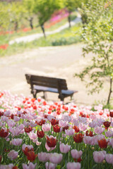 A beautiful view of a tulip field in full bloom.