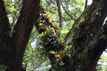 Lush green moss and parasitic fern growing on tree branch in tropical forest. serene and peaceful...
