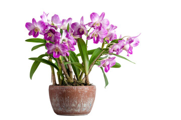 Dendrobium Orchid in Terracotta Pot on Transparent Background