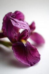 Closeup Purple Iris Flower