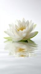 White Lotus Flower On Water Reflection