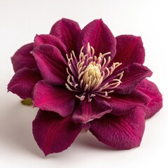 Close Up Of Vibrant Purple Clematis Flower