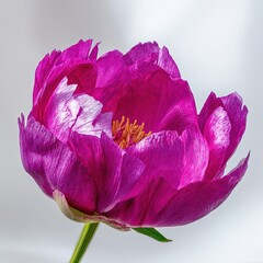 Close Up Vibrant Pink Peony Blossom