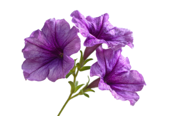 Petunia flowers on transparent background isolated