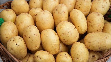 fresh large potatoes in a basket. A new crop has been harvested.