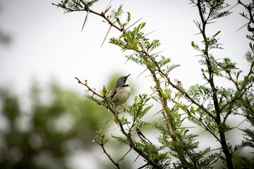 The bar-throated apalis (Apalis thoracica)