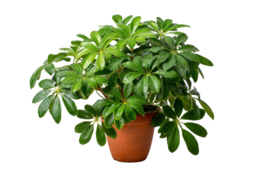 Schefflera Umbrella Plant in Pot on Transparent Background