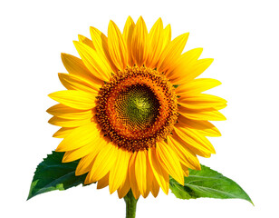 Obraz premium Bright Sunflower with Green Leaves, Summer Floral PNG Isolated