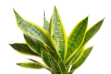 Snake plant on transparent background