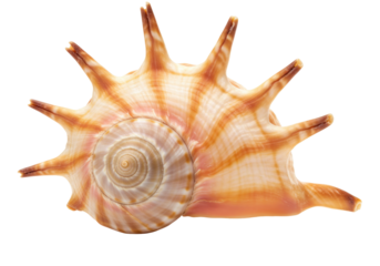 Murex pecten Venus comb isolated on transparent background, spiky seashell with orange stripes for marine life and summer themes