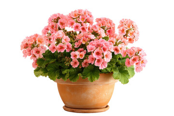 Pink geraniums in terracotta pot on transparent background