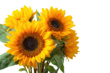 Obraz premium Sunflower Bouquet in Pot on Transparent Background
