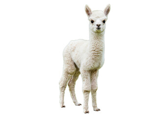 Obraz premium Adorable fluffy baby alpaca PNG isolated on transparent backdrop, cute llama cria for animal lovers and design projects