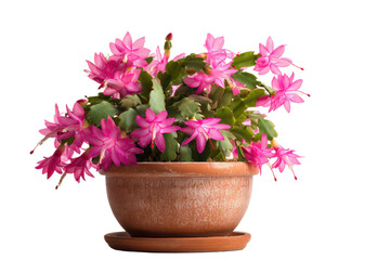 Fototapeta premium Vibrant Pink Thanksgiving Cactus in Terracotta Pot on Background
