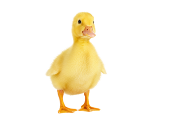 Adorable yellow duckling isolated on transparent background, cute baby duck PNG for animal and spring themes
