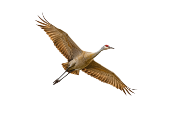 Sandhill crane flying isolated PNG on transparent background, majestic bird with outstretched wings for design projects