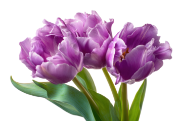 Purple Tulip Bouquet on White Background - Isolated Flowers