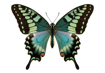 Green-banded swallowtail butterfly isolated PNG, vibrant tropical insect with intricate wing patterns on transparent background