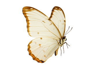 Elegant white and brown butterfly isolated PNG, beautiful insect with detailed wings on transparent background for design and nature projects