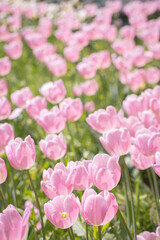 Spring blossoming pink tulips in garden.