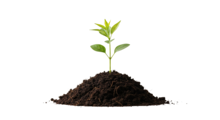 Young plant growing from soil, isolated on transparent background