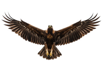 Majestic golden eagle flying isolated PNG on transparent background, powerful bird of prey with outstretched wings for wildlife and nature designs