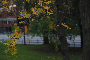 Fototapeta premium tree branches with yellow autumn leaves in october