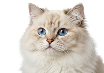 Beautiful Ragdoll cat with striking blue eyes isolated on transparent background, fluffy feline portrait for pet-related designs