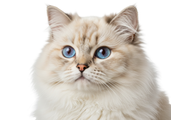 Beautiful Ragdoll cat with striking blue eyes isolated on transparent background, fluffy feline portrait for pet-related designs