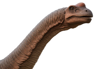 Detailed Brachiosaurus dinosaur isolated on transparent PNG, prehistoric animal with long neck and small head for paleontology and education