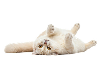 Cute fluffy cat lying on back isolated PNG, playful kitten with paws up on transparent background, adorable pet for design
