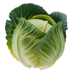 Obraz premium Fresh green cabbage head closeup