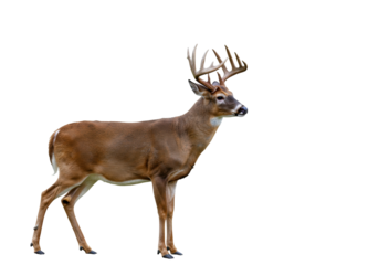 Majestic whitetail deer buck with antlers isolated PNG, standing tall and alert on transparent background
