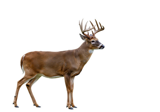 Majestic whitetail deer buck with antlers isolated PNG, standing tall and alert on transparent background