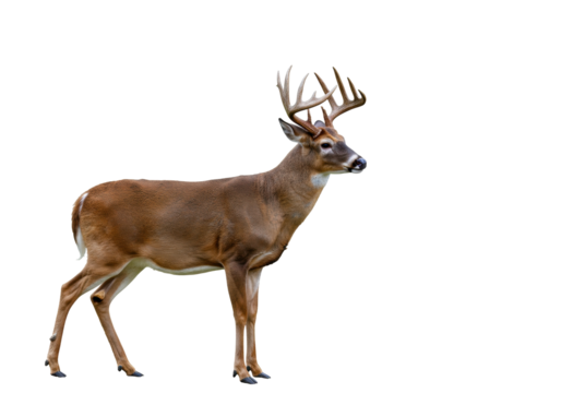Majestic whitetail deer buck with antlers isolated PNG, standing tall and alert on transparent background - Powered by Adobe