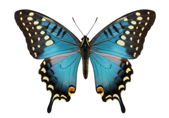 Swallowtail butterfly PNG isolated on transparent background, blue and black wings with yellow spots, detailed insect for design