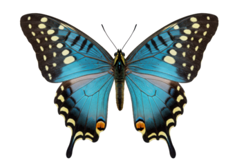 Swallowtail butterfly PNG isolated on transparent background, blue and black wings with yellow spots, detailed insect for design
