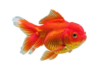 Oranda goldfish PNG isolated on transparent background, fancy red and orange fish with bubble crown for aquarium pet shop