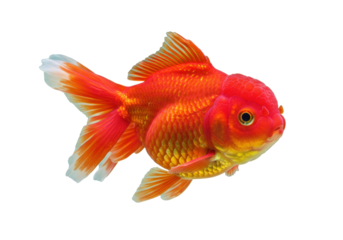 Oranda goldfish PNG isolated on transparent background, fancy red and orange fish with bubble crown for aquarium pet shop