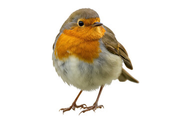 European robin isolated PNG, small colorful bird with orange breast on transparent background, cute wildlife animal