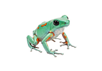Splendid leaf frog isolated PNG on transparent background, colorful Cruziohyla calcarifer amphibian with orange markings, exotic pet for nature designs