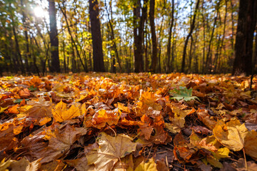 Autumn landscape in the forest. Forest in October and September. Pine trees and yellow fallen leaves. Sunny weather in the autumn forest.