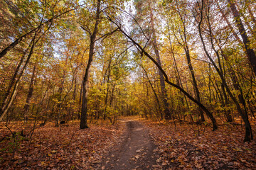 Autumn landscape in the forest. Forest in October and September. Pine trees and yellow fallen leaves. Sunny weather in the autumn forest.