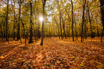 Autumn landscape in the forest. Forest in October and September. Pine trees and yellow fallen leaves. Sunny weather in the autumn forest.