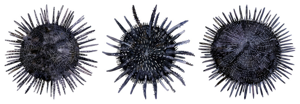 Abstract sea urchin illustration design